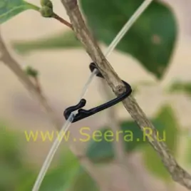 Клипсы для растений "Пряжка"