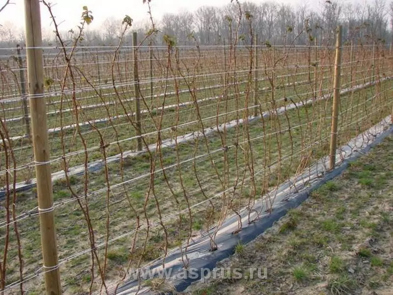 Агрошпалера (пластиковая проволока) фото 5