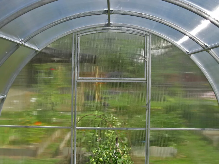 огурцы в теплице