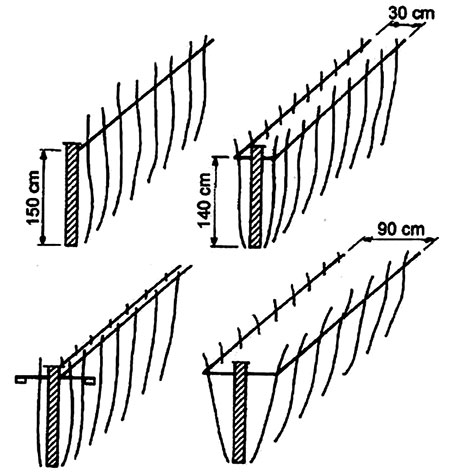 ПРИМЕР ПОДВЯЗОК ДЛЯ МАЛИНЫ